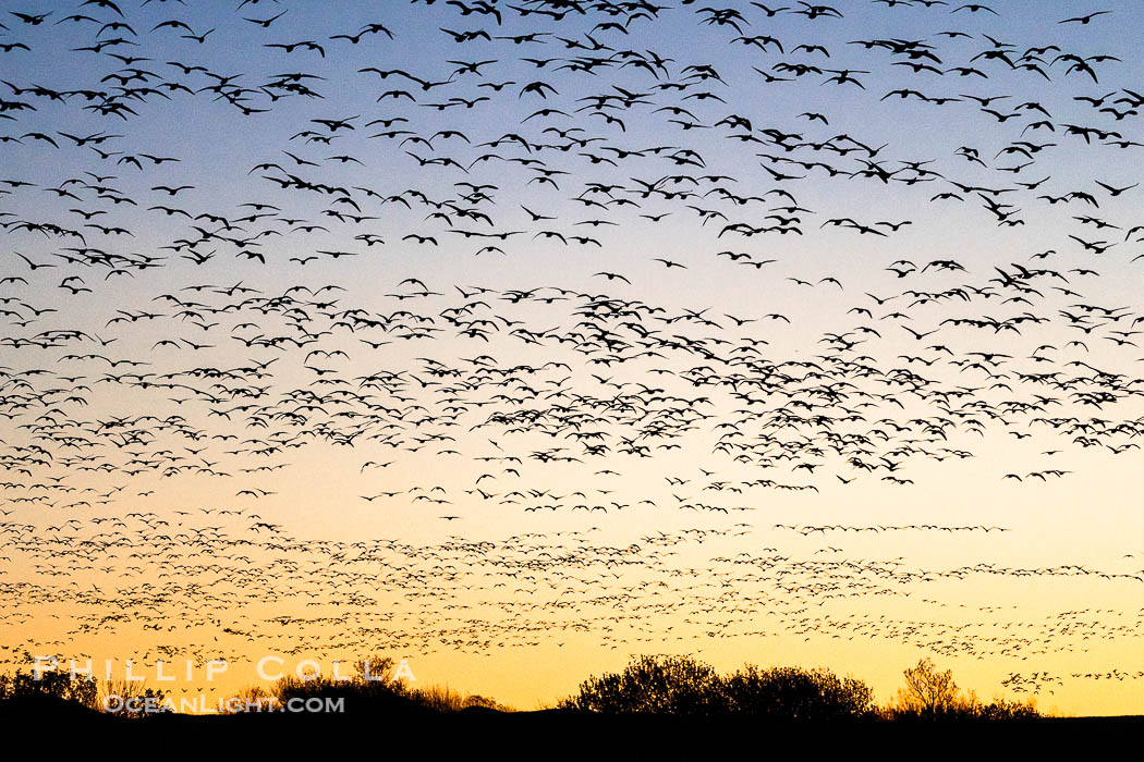 Snow geese fly in huge numbers at sunrise. Thousands of wintering snow geese take to the sky in predawn light in Bosque del Apache's famous 