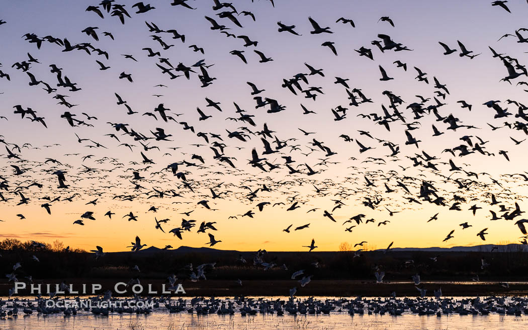 Snow geese fly in huge numbers at sunrise. Thousands of wintering snow geese take to the sky in predawn light in Bosque del Apache's famous 