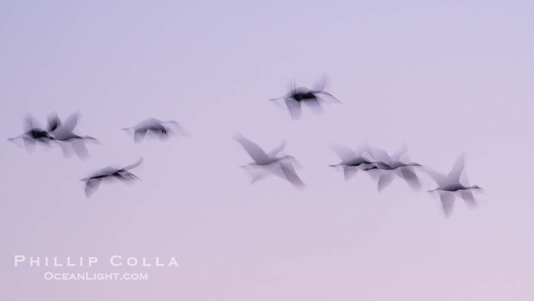 Snow geese, flying in syncrony through color twilight skies, wings blurred due to long time exposure. Bosque del Apache National Wildlife Refuge, Socorro, New Mexico, USA, Chen caerulescens, natural history stock photograph, photo id 39950