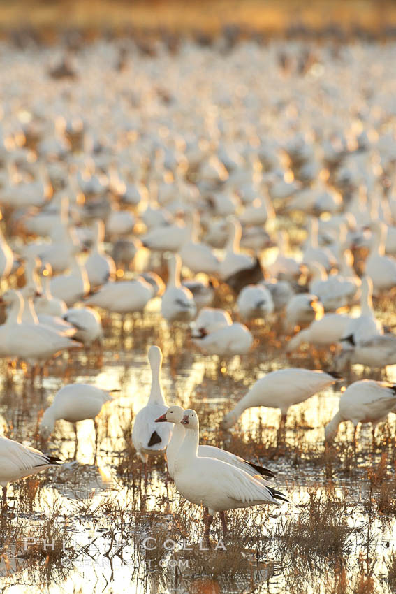 Snow geese resting, on a still pond in early morning light, in groups of several thousands. Bosque del Apache National Wildlife Refuge, Socorro, New Mexico, USA, Chen caerulescens, natural history stock photograph, photo id 21808