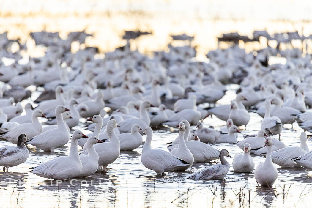 Snow geese resting, on a still pond in early morning light, in groups of several thousands. Bosque del Apache National Wildlife Refuge, Socorro, New Mexico, USA, Chen caerulescens, natural history stock photograph, photo id 38722