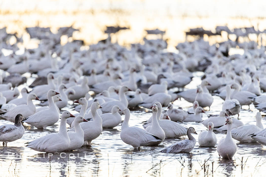 Snow geese resting, on a still pond in early morning light, in groups of several thousands, Chen caerulescens, Bosque del Apache National Wildlife Refuge, Socorro, New Mexico