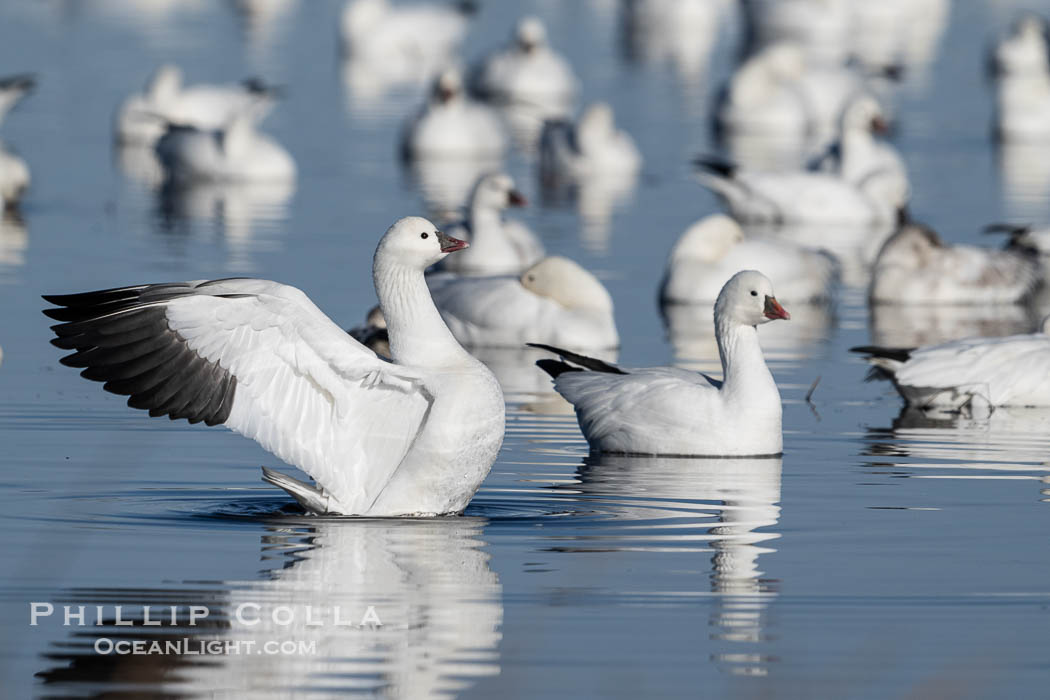 Snow geese resting, on a still pond in early morning light, in groups of several thousands, Chen caerulescens, Bosque del Apache National Wildlife Refuge, Socorro, New Mexico