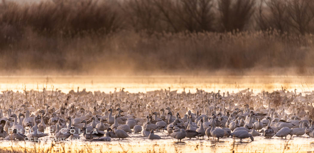 Snow geese resting, on a still pond in early morning light, in groups of several thousands. Bosque del Apache National Wildlife Refuge, Socorro, New Mexico, USA, Chen caerulescens, natural history stock photograph, photo id 38737