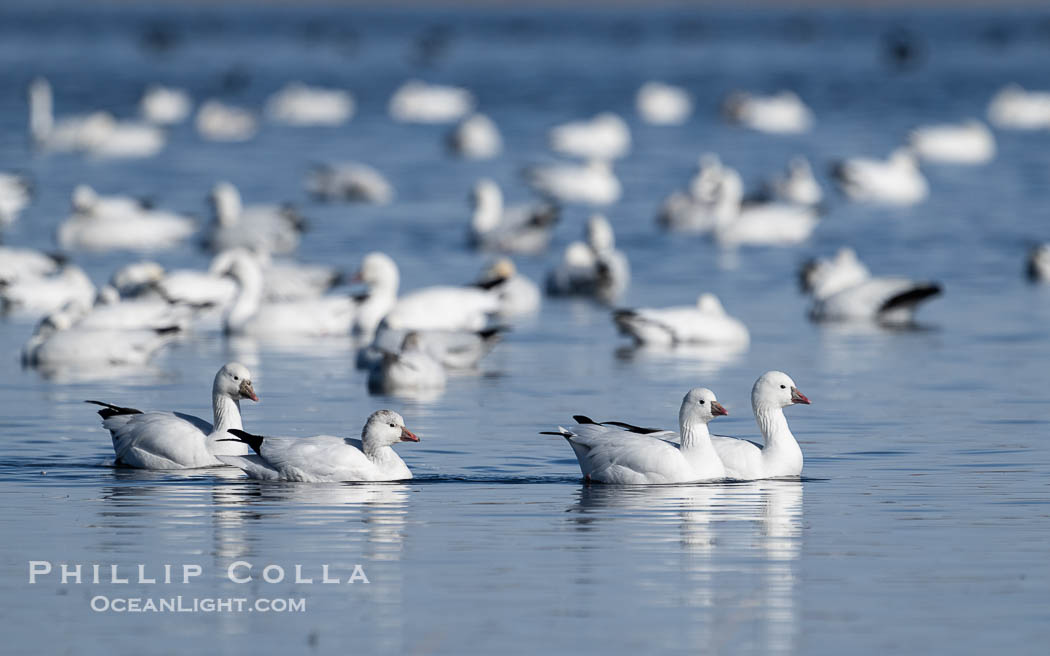 Snow geese resting, on a still pond in early morning light, in groups of several thousands. Bosque del Apache National Wildlife Refuge, Socorro, New Mexico, USA, Chen caerulescens, natural history stock photograph, photo id 39937