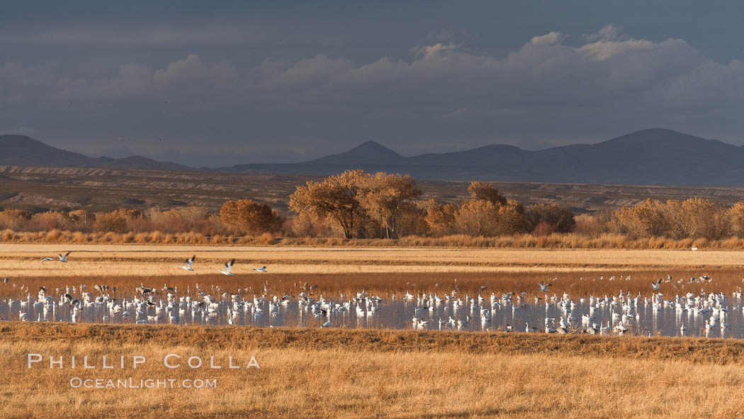 Snow geese and sandhill cranes. Bosque Del Apache, Socorro, New Mexico, USA, Chen caerulescens, Grus canadensis, natural history stock photograph, photo id 26239