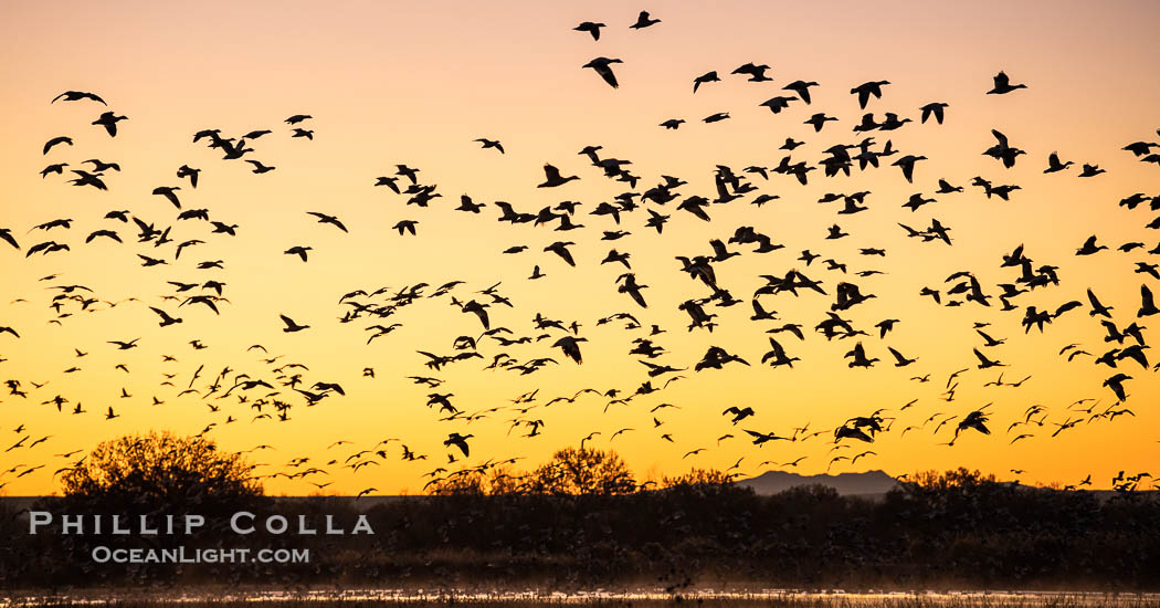 Snow geese fly in huge numbers at sunrise. Thousands of wintering snow geese take to the sky in predawn light in Bosque del Apache's famous "blast off". The flock can be as large as 20,000 geese or more. Bosque del Apache National Wildlife Refuge, Socorro, New Mexico, USA, Chen caerulescens, natural history stock photograph, photo id 38738