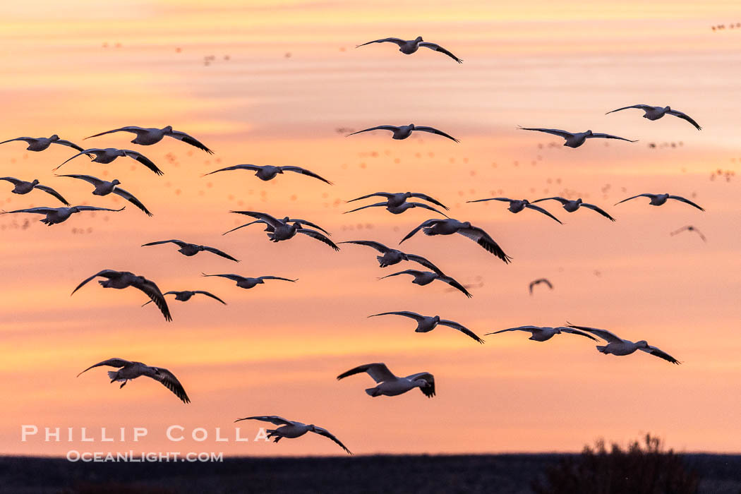 Snow geese fly in huge numbers at sunrise. Thousands of wintering snow geese take to the sky in predawn light in Bosque del Apache's famous 