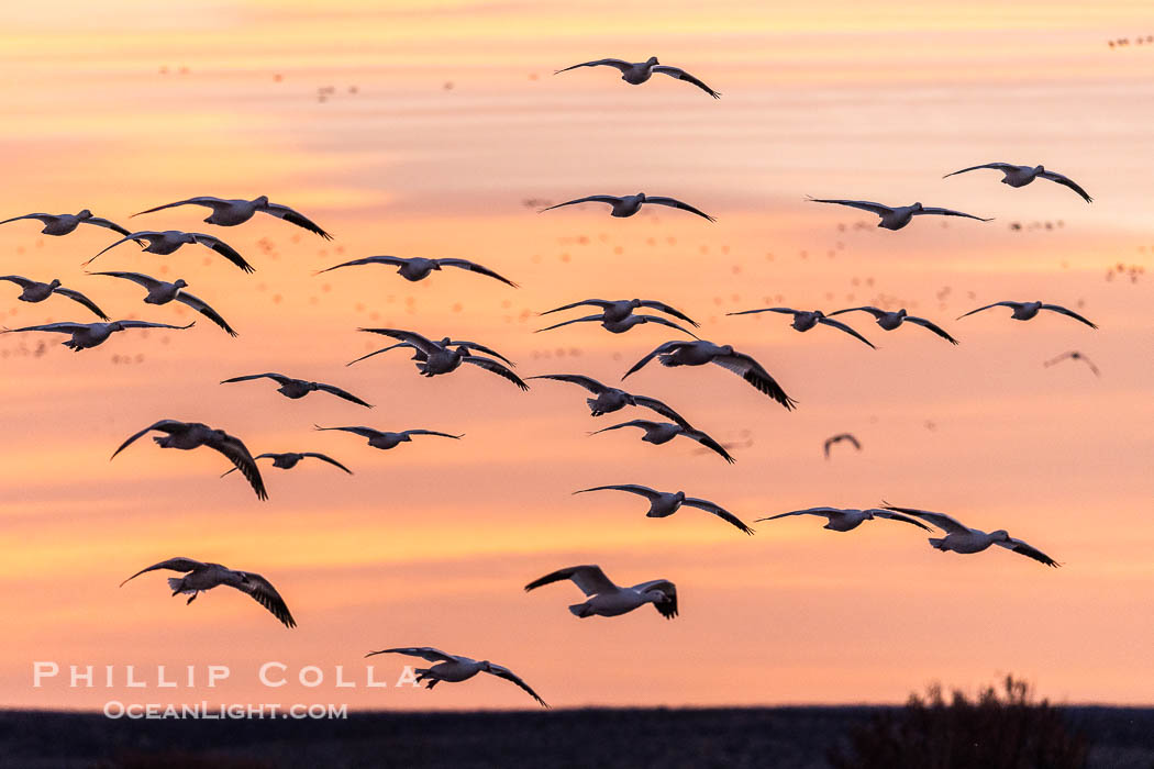 Snow geese fly in huge numbers at sunrise. Thousands of wintering snow geese take to the sky in predawn light in Bosque del Apache's famous "blast off". The flock can be as large as 20,000 geese or more. Bosque del Apache National Wildlife Refuge, Socorro, New Mexico, USA, Chen caerulescens, natural history stock photograph, photo id 38756