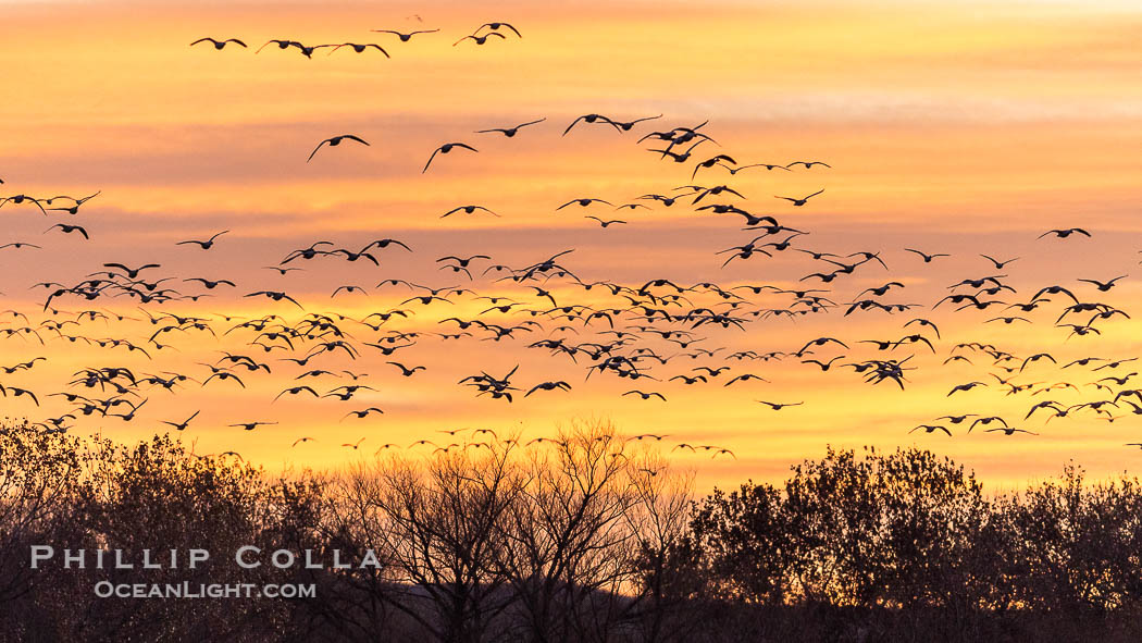 Snow geese fly in huge numbers at sunrise. Thousands of wintering snow geese take to the sky in predawn light in Bosque del Apache's famous "blast off". The flock can be as large as 20,000 geese or more. Bosque del Apache National Wildlife Refuge, Socorro, New Mexico, USA, Chen caerulescens, natural history stock photograph, photo id 38772