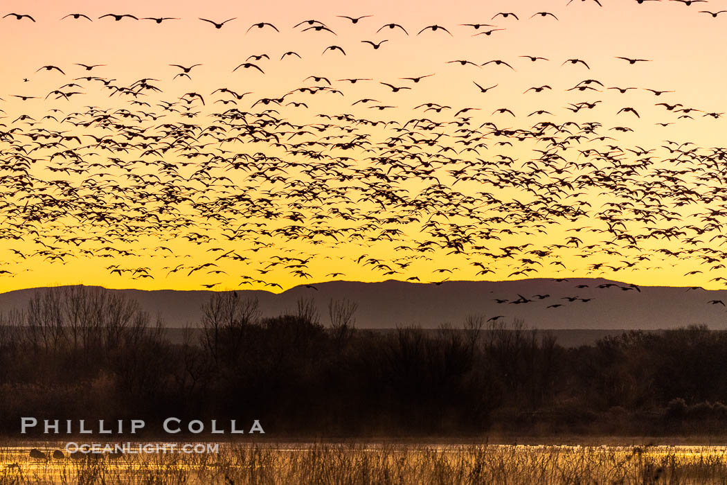 Snow geese fly in huge numbers at sunrise. Thousands of wintering snow geese take to the sky in predawn light in Bosque del Apache's famous "blast off". The flock can be as large as 20,000 geese or more. Bosque del Apache National Wildlife Refuge, Socorro, New Mexico, USA, Chen caerulescens, natural history stock photograph, photo id 38792
