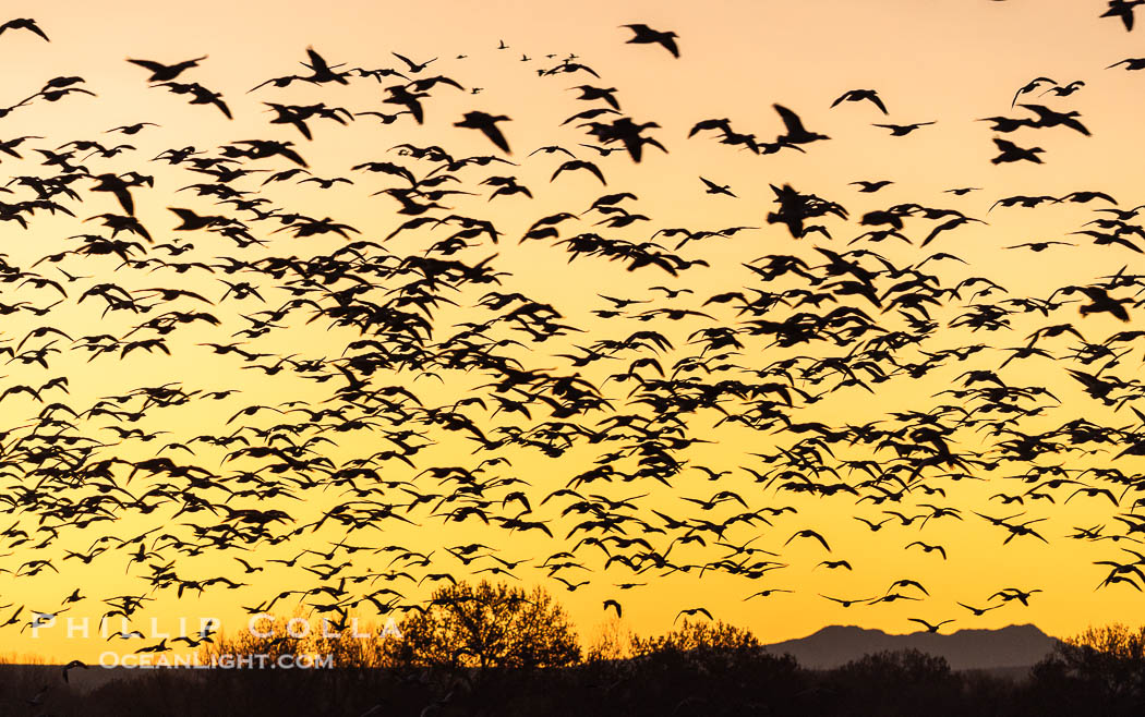 Snow geese fly in huge numbers at sunrise. Thousands of wintering snow geese take to the sky in predawn light in Bosque del Apache's famous "blast off". The flock can be as large as 20,000 geese or more. Bosque del Apache National Wildlife Refuge, Socorro, New Mexico, USA, Chen caerulescens, natural history stock photograph, photo id 38715