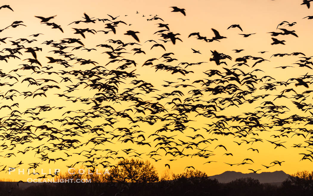 Snow geese fly in huge numbers at sunrise. Thousands of wintering snow geese take to the sky in predawn light in Bosque del Apache's famous 