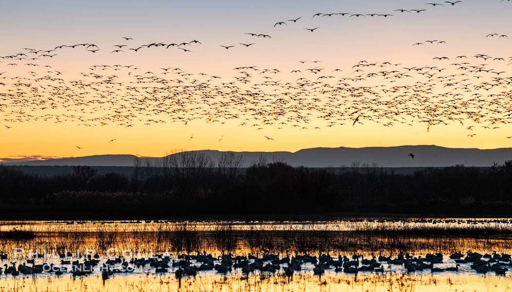 Snow geese fly in huge numbers at sunrise. Thousands of wintering snow geese take to the sky in predawn light in Bosque del Apache's famous "blast off". The flock can be as large as 20,000 geese or more. Bosque del Apache National Wildlife Refuge, Socorro, New Mexico, USA, Chen caerulescens, natural history stock photograph, photo id 38803