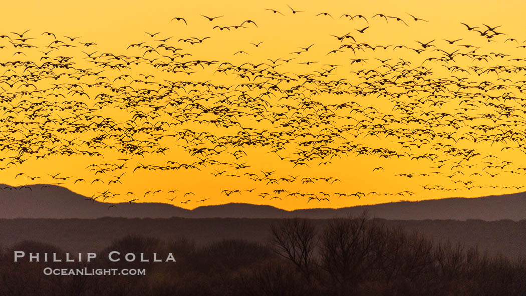 Snow geese fly in huge numbers at sunrise. Thousands of wintering snow geese take to the sky in predawn light in Bosque del Apache's famous "blast off". The flock can be as large as 20,000 geese or more. Bosque del Apache National Wildlife Refuge, Socorro, New Mexico, USA, Chen caerulescens, natural history stock photograph, photo id 38761