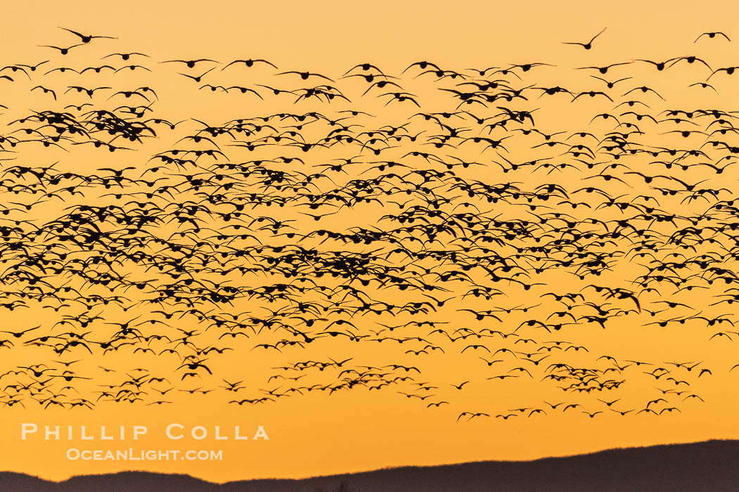 Snow geese fly in huge numbers at sunrise. Thousands of wintering snow geese take to the sky in predawn light in Bosque del Apache's famous "blast off". The flock can be as large as 20,000 geese or more. Bosque del Apache National Wildlife Refuge, Socorro, New Mexico, USA, Chen caerulescens, natural history stock photograph, photo id 38793