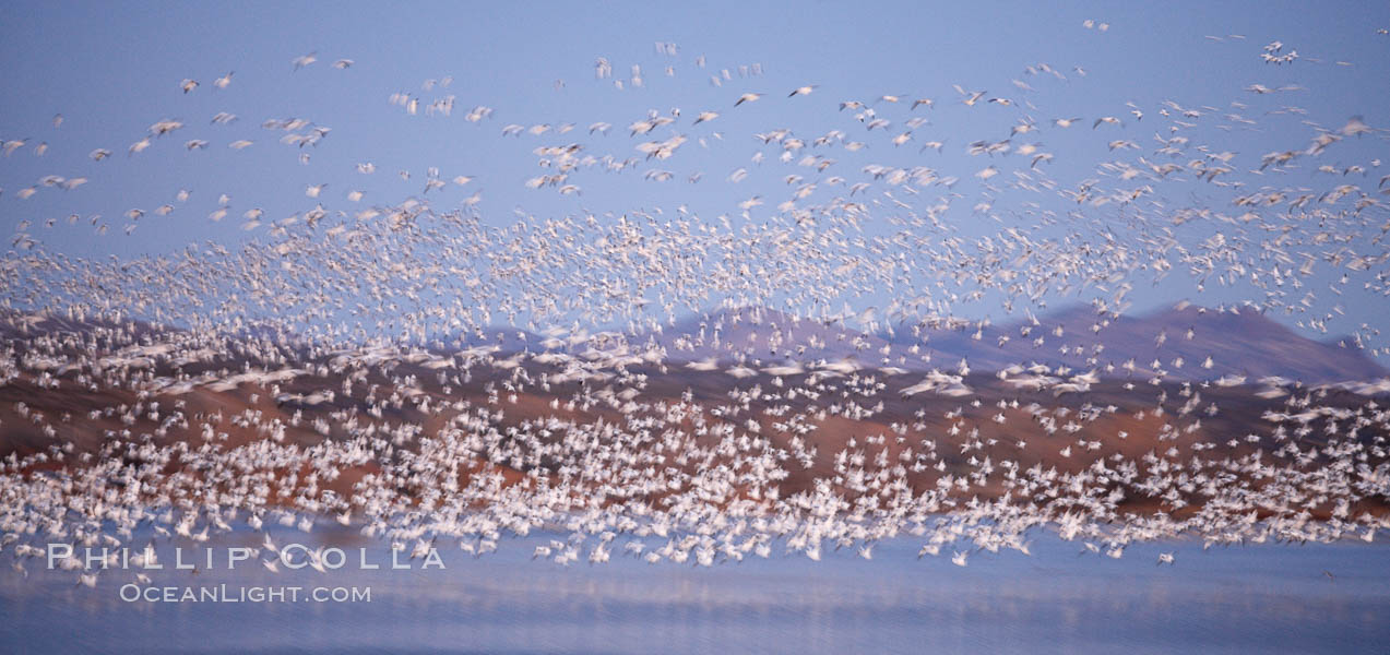 Snow geese at sunrise.  Thousands of wintering snow geese take to the sky in predawn light in Bosque del Apache's famous "blast off".  The flock can be as large as 20,000 geese or more.  Long time exposure creates blurring among the geese. Bosque del Apache National Wildlife Refuge, Socorro, New Mexico, USA, Chen caerulescens, natural history stock photograph, photo id 21996
