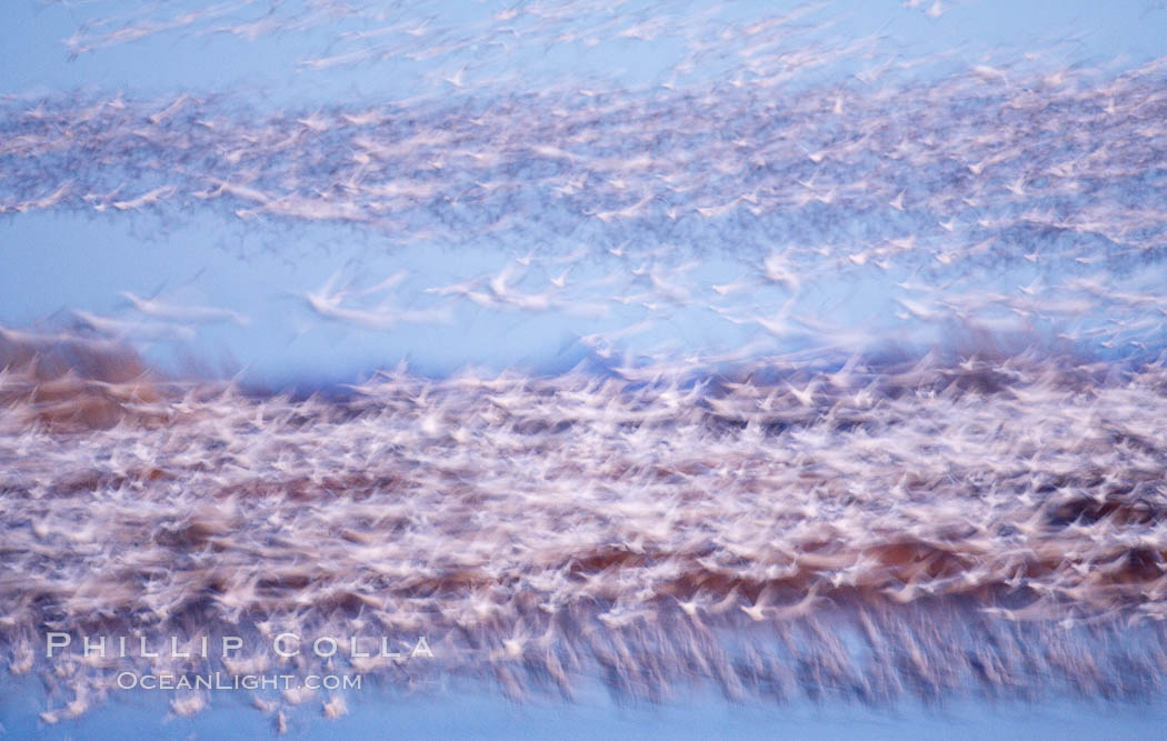 Snow geese at sunrise.  Thousands of wintering snow geese take to the sky in predawn light in Bosque del Apache's famous "blast off".  The flock can be as large as 20,000 geese or more.  Long time exposure creates blurring among the geese. Bosque del Apache National Wildlife Refuge, Socorro, New Mexico, USA, Chen caerulescens, natural history stock photograph, photo id 21799