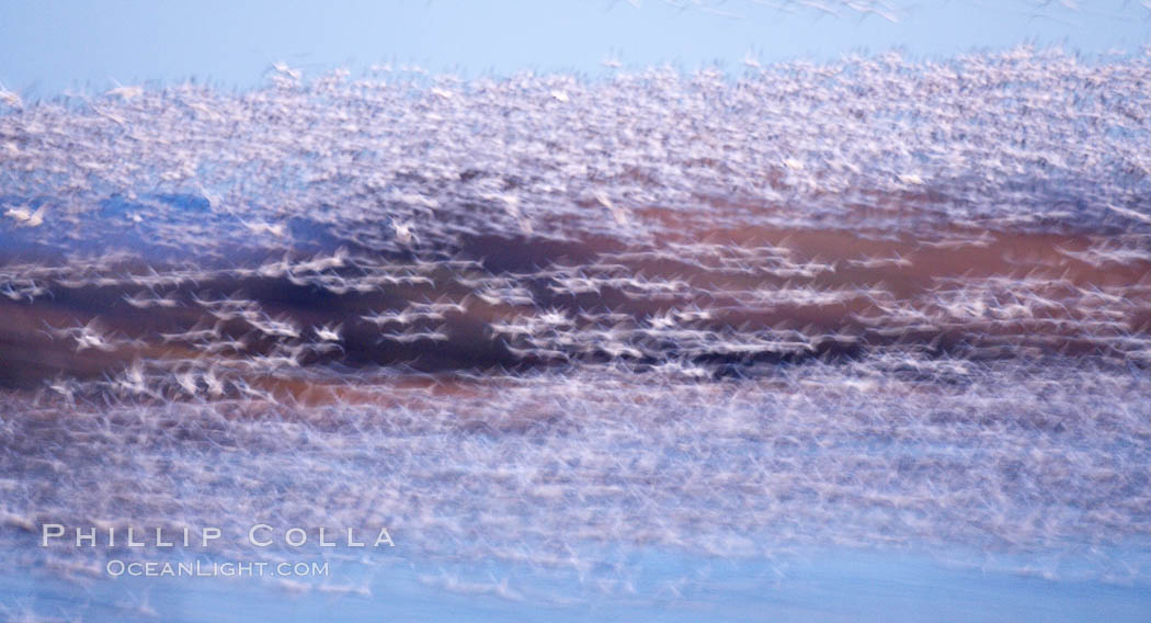 Snow geese at sunrise.  Thousands of wintering snow geese take to the sky in predawn light in Bosque del Apache's famous "blast off".  The flock can be as large as 20,000 geese or more.  Long time exposure creates blurring among the geese. Bosque del Apache National Wildlife Refuge, Socorro, New Mexico, USA, Chen caerulescens, natural history stock photograph, photo id 21827