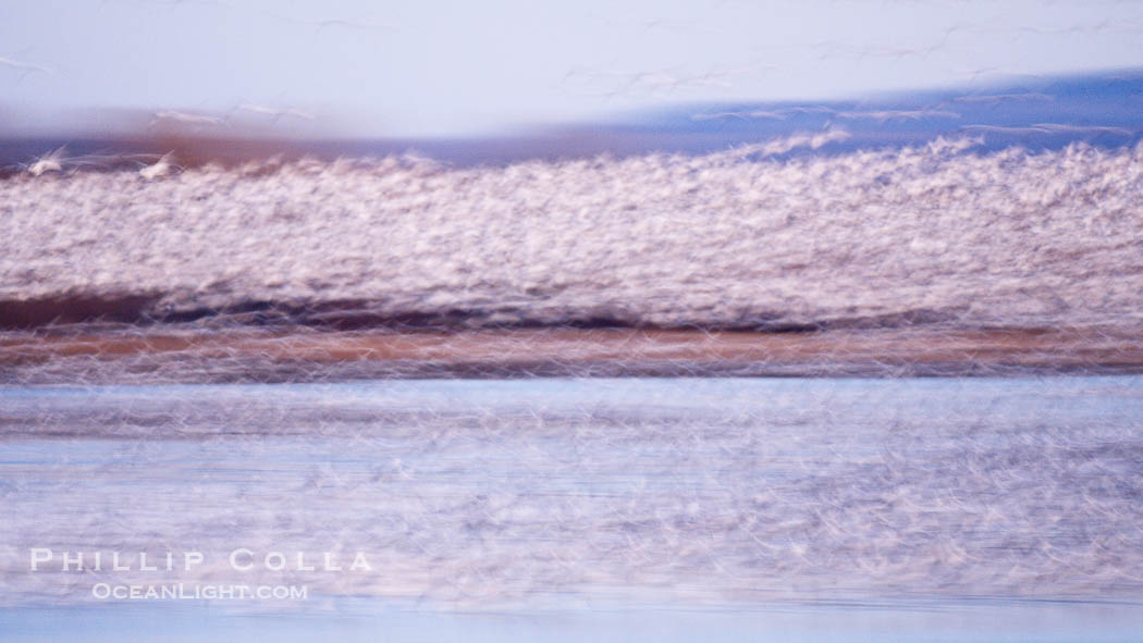 Snow geese at sunrise.  Thousands of wintering snow geese take to the sky in predawn light in Bosque del Apache's famous "blast off".  The flock can be as large as 20,000 geese or more.  Long time exposure creates blurring among the geese., Chen caerulescens, natural history stock photograph, photo id 22073