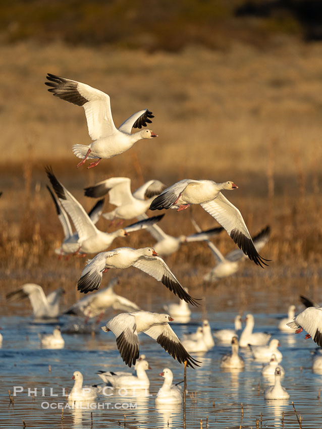 Snow Geese Take Flight at Sunrise, Bosque del Apache NWR. Bosque del Apache National Wildlife Refuge, Socorro, New Mexico, USA, Chen caerulescens, natural history stock photograph, photo id 39912