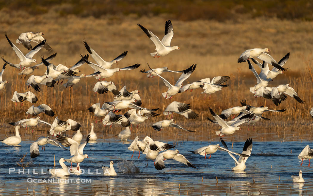Snow Geese Take Flight at Sunrise, Bosque del Apache NWR. Bosque del Apache National Wildlife Refuge, Socorro, New Mexico, USA, Chen caerulescens, natural history stock photograph, photo id 39913