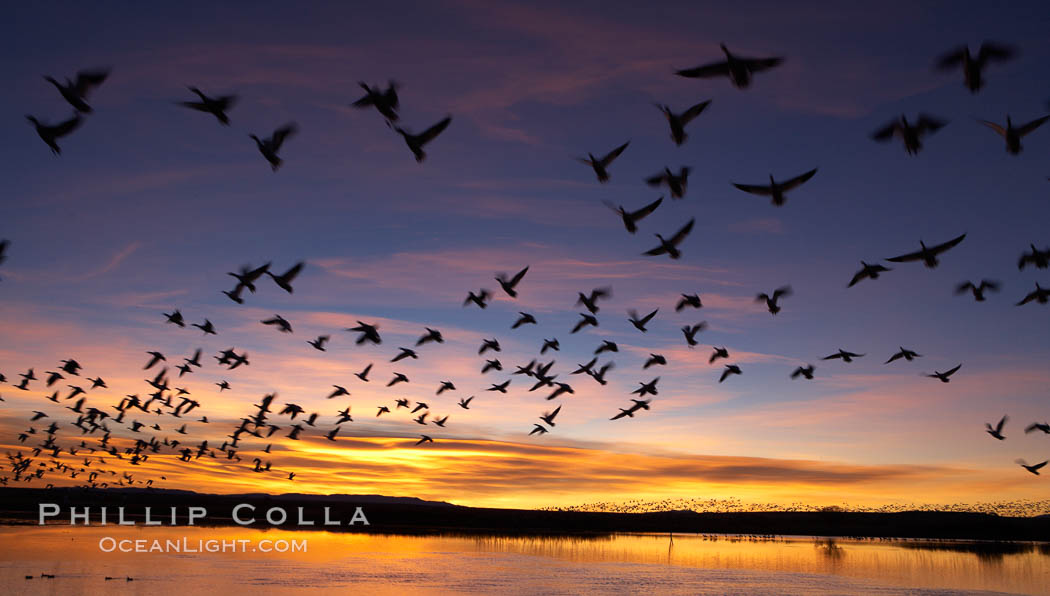 Snow geese at dawn.  Snow geese often "blast off" just before or after dawn, leaving the ponds where they rest for the night to forage elsewhere during the day., Chen caerulescens, natural history stock photograph, photo id 21866