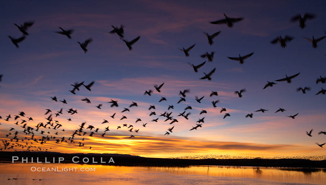Snow geese at dawn.  Snow geese often "blast off" just before or after dawn, leaving the ponds where they rest for the night to forage elsewhere during the day. Bosque del Apache National Wildlife Refuge, Socorro, New Mexico, USA, Chen caerulescens, natural history stock photograph, photo id 21866