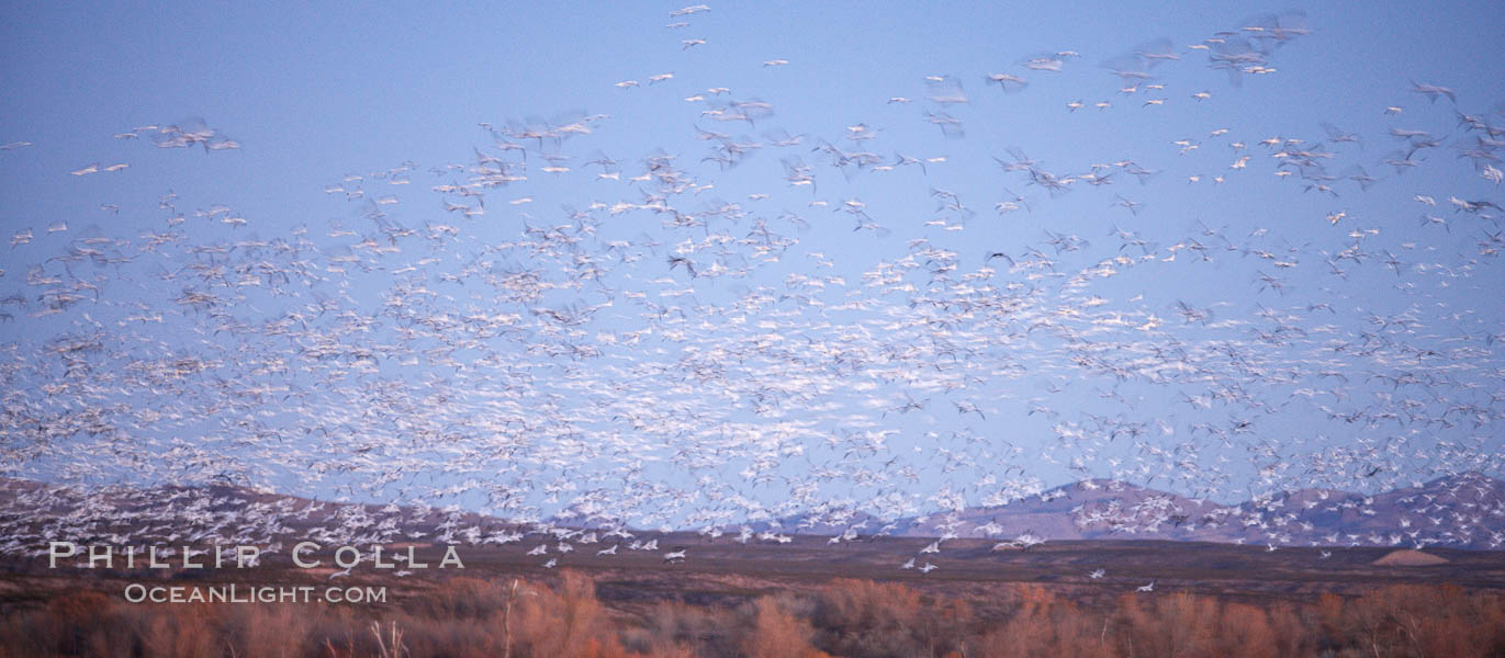 Snow geese at dawn.  Thousands of snow geese fly over the brown hills of Bosque del Apache National Wildlife Refuge.  In the dim predawn light, the geese appear as streaks in the sky., Chen caerulescens, natural history stock photograph, photo id 21894