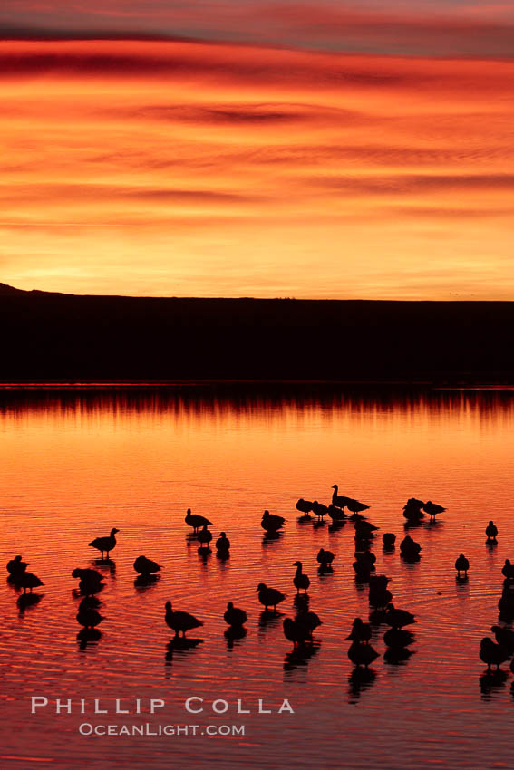 Snow geese rest on a still pond in rich orange and yellow sunrise light.  These geese have spent their night's rest on the main empoundment and will leave around sunrise to feed in nearby corn fields. Bosque del Apache National Wildlife Refuge, Socorro, New Mexico, USA, Chen caerulescens, natural history stock photograph, photo id 21910