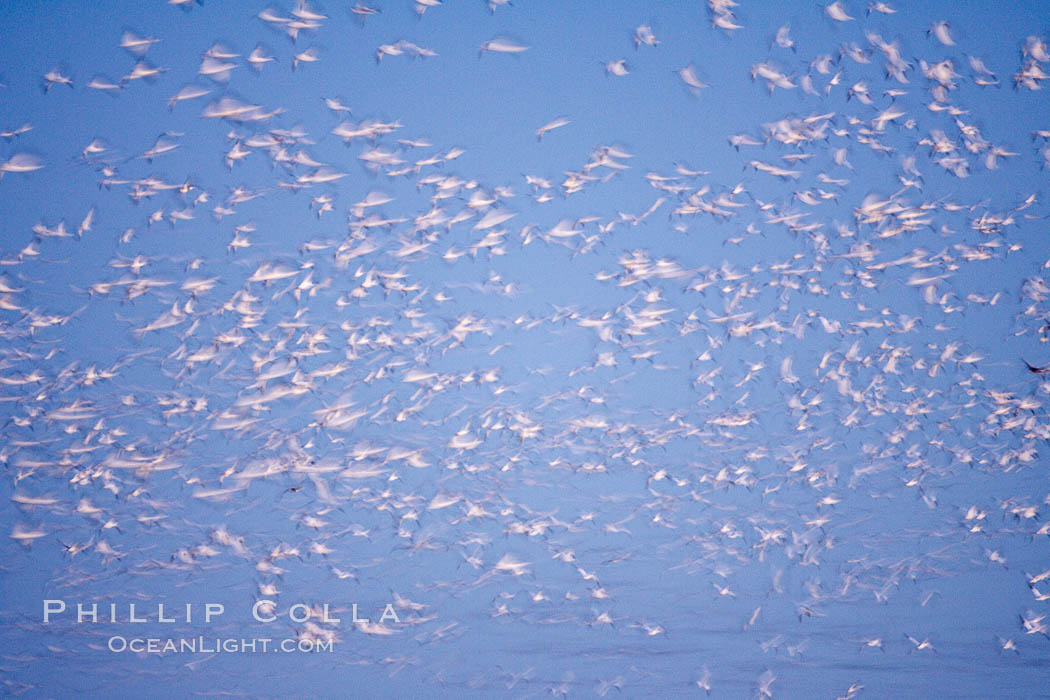 Snow geese flying in a vast skein.  Thousands of snow geese fly in predawn light, blurred due to time exposure. Bosque del Apache National Wildlife Refuge, Socorro, New Mexico, USA, Chen caerulescens, natural history stock photograph, photo id 21938