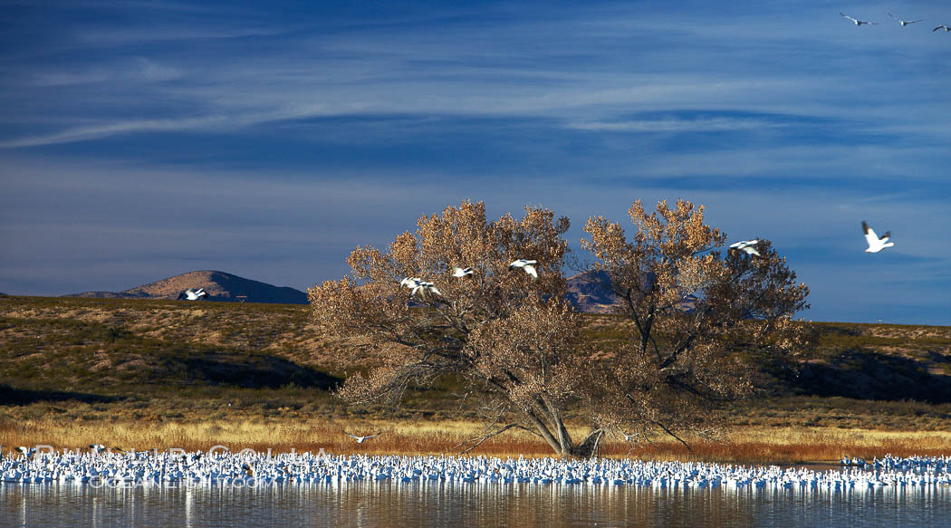 Snow geese and one of the "crane pools" in the northern part of Bosque del Apache NWR., Chen caerulescens, natural history stock photograph, photo id 21904