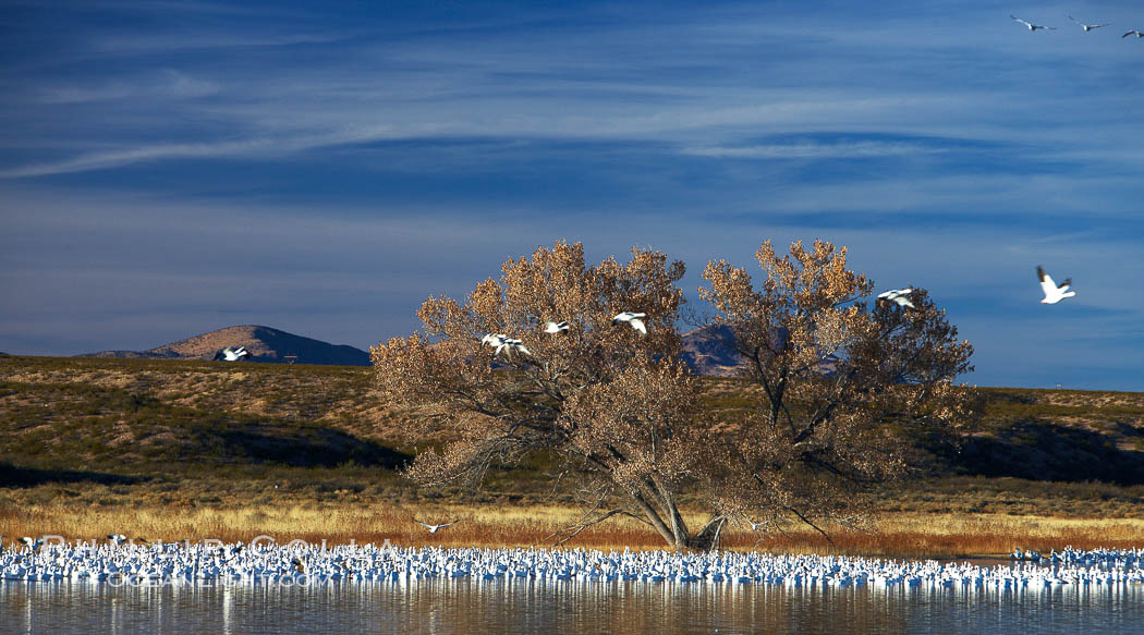 Snow geese and one of the "crane pools" in the northern part of Bosque del Apache NWR. Bosque del Apache National Wildlife Refuge, Socorro, New Mexico, USA, Chen caerulescens, natural history stock photograph, photo id 21904