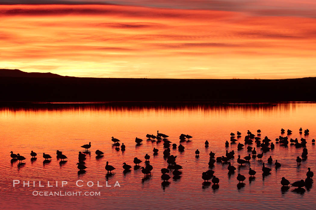 Snow geese rest on a still pond in rich orange and yellow sunrise light.  These geese have spent their night's rest on the main empoundment and will leave around sunrise to feed in nearby corn fields. Bosque del Apache National Wildlife Refuge, Socorro, New Mexico, USA, Chen caerulescens, natural history stock photograph, photo id 21960
