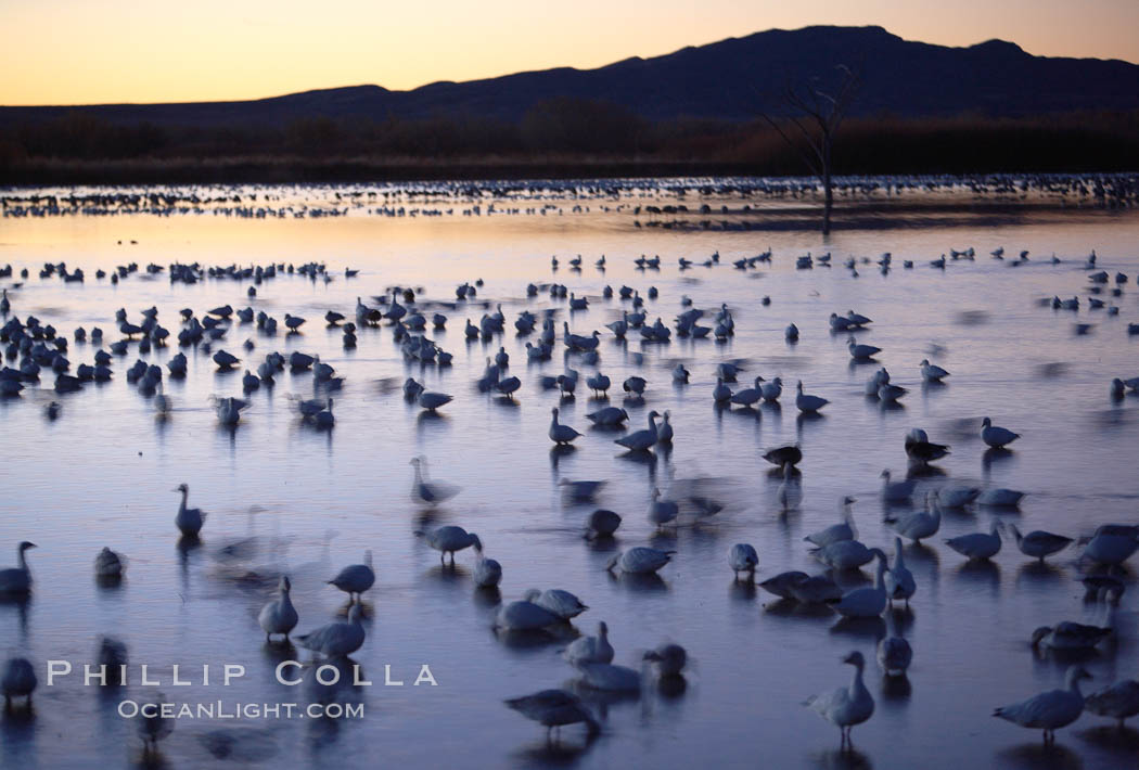Snow geese rest on still waters, main empoundment, before sunrise, blurring of geese due to time exposure. Bosque del Apache National Wildlife Refuge, Socorro, New Mexico, USA, Chen caerulescens, natural history stock photograph, photo id 21899