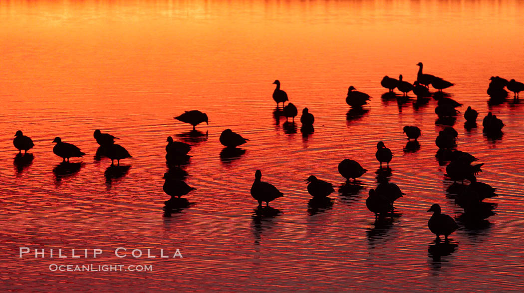 Snow geese rest on a still pond in rich orange and yellow sunrise light.  These geese have spent their night's rest on the main empoundment and will leave around sunrise to feed in nearby corn fields. Bosque del Apache National Wildlife Refuge, Socorro, New Mexico, USA, Chen caerulescens, natural history stock photograph, photo id 21959
