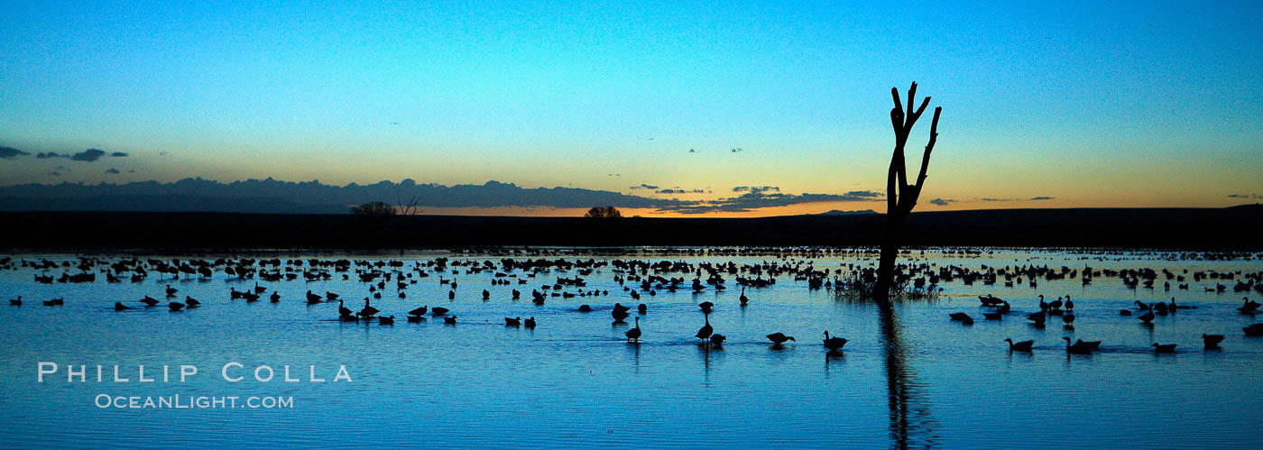 Snow geese, resting on the calm water of the main empoundment at Bosque del Apache NWR in predawn light. Bosque del Apache National Wildlife Refuge, Socorro, New Mexico, USA, Chen caerulescens, natural history stock photograph, photo id 21925