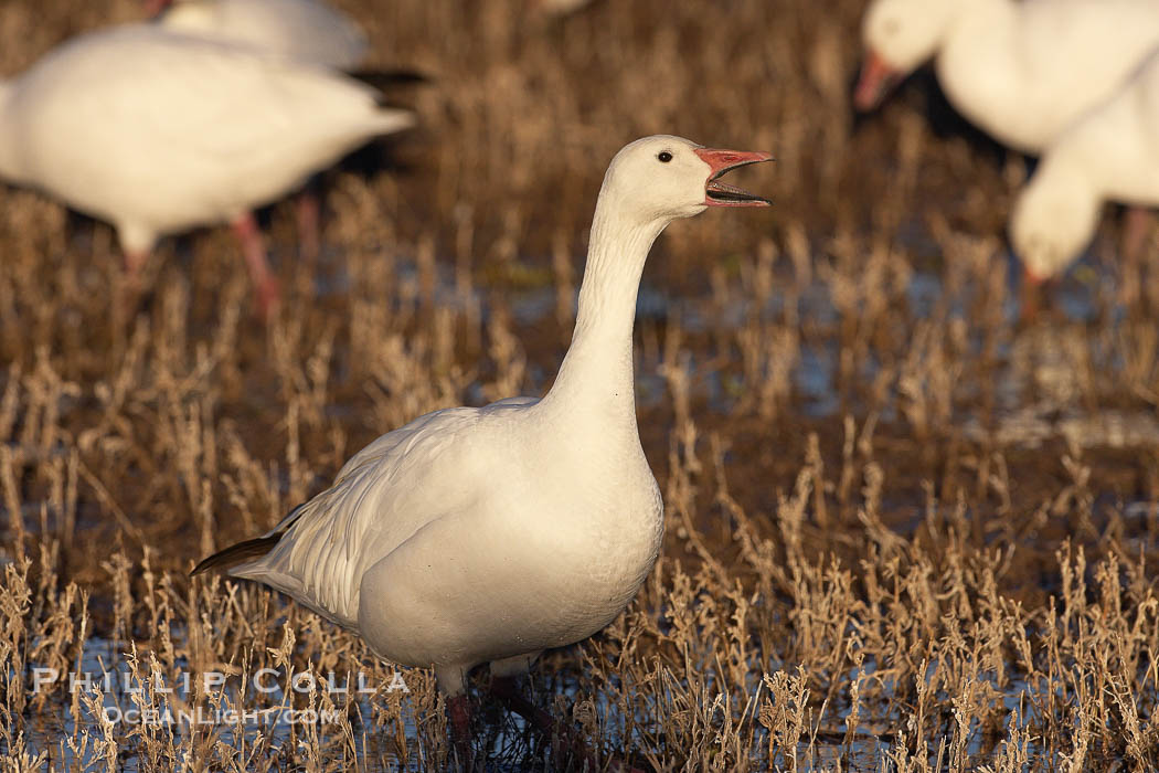 Snow goose standing in marsh grass, Chen caerulescens, Bosque del
