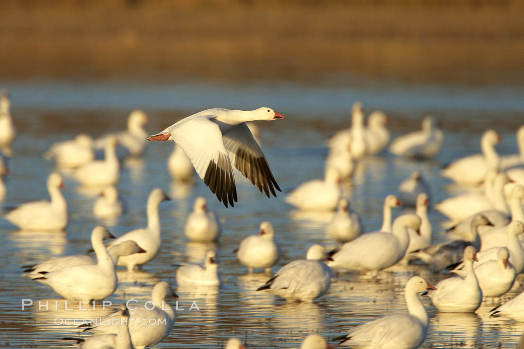 Snow geese gather to rest and preen. Bosque del Apache National Wildlife Refuge, Socorro, New Mexico, USA, Chen caerulescens, natural history stock photograph, photo id 21982