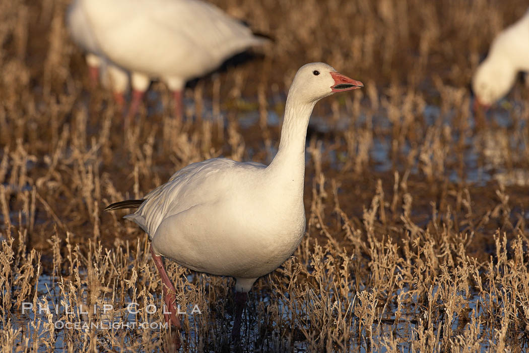 Snow goose standing in marsh grass. Bosque del Apache National Wildlife Refuge, Socorro, New Mexico, USA, Chen caerulescens, natural history stock photograph, photo id 22010