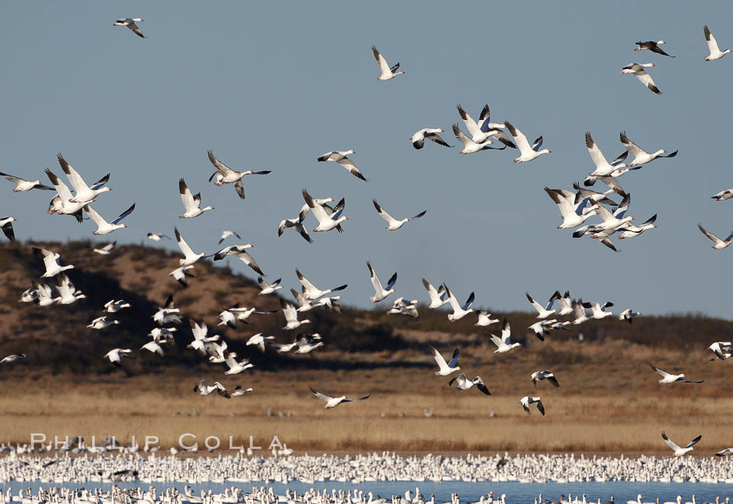 Snow geese take off, in flight. Bosque del Apache National Wildlife Refuge, Socorro, New Mexico, USA, Chen caerulescens, natural history stock photograph, photo id 22014