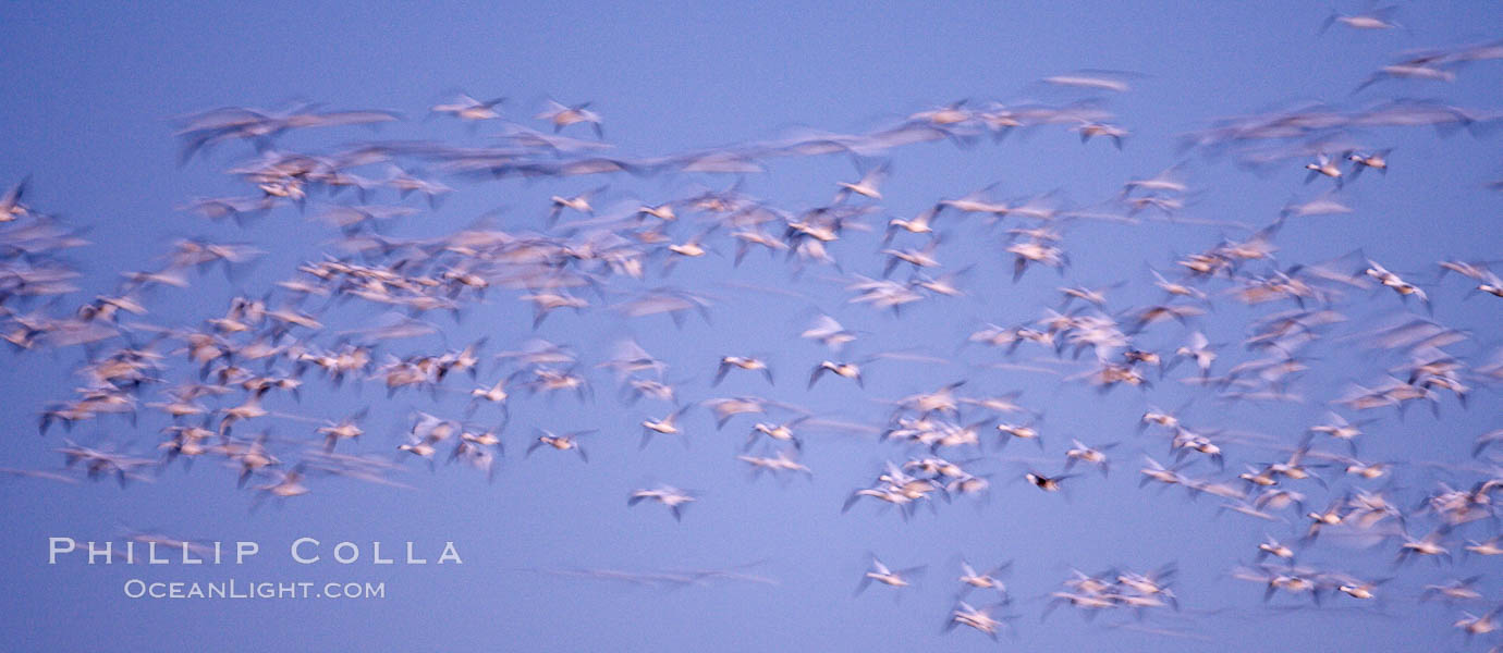 Snow geese flying in a vast skein.  Thousands of snow geese fly in predawn light, blurred due to time exposure. Bosque del Apache National Wildlife Refuge, Socorro, New Mexico, USA, Chen caerulescens, natural history stock photograph, photo id 22066