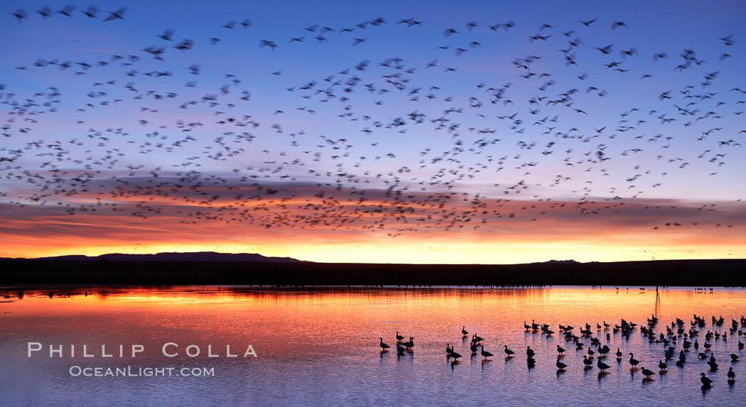 Snow geese at dawn.  Snow geese often "blast off" just before or after dawn, leaving the ponds where they rest for the night to forage elsewhere during the day. Bosque del Apache National Wildlife Refuge, Socorro, New Mexico, USA, Chen caerulescens, natural history stock photograph, photo id 22078