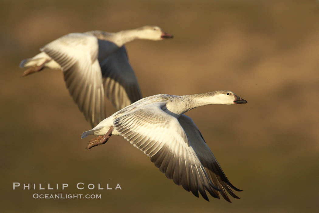 Two juvenile snow geese in synchornous flight. Bosque del Apache National Wildlife Refuge, Socorro, New Mexico, USA, Chen caerulescens, natural history stock photograph, photo id 22086