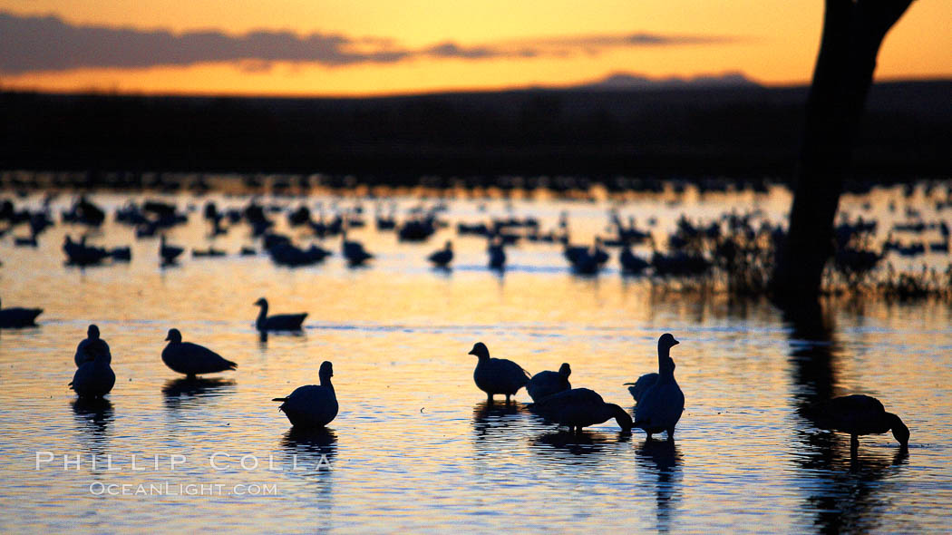 Snow geese, resting on the calm water of the main empoundment at Bosque del Apache NWR in predawn light. Bosque del Apache National Wildlife Refuge, Socorro, New Mexico, USA, Chen caerulescens, natural history stock photograph, photo id 21980