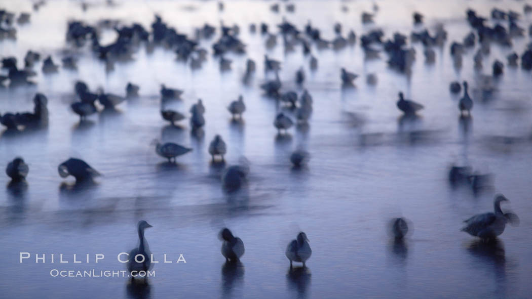 Snow geese rest on still waters, main empoundment, before sunrise, blurring of geese due to time exposure. Bosque del Apache National Wildlife Refuge, Socorro, New Mexico, USA, Chen caerulescens, natural history stock photograph, photo id 22004