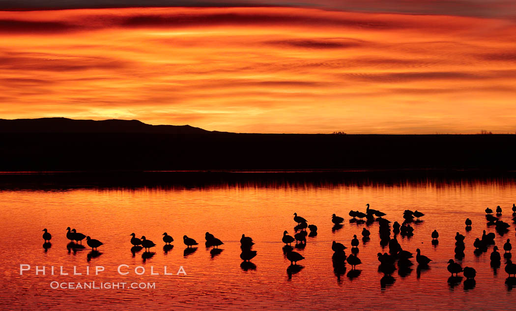 Snow geese rest on a still pond in rich orange and yellow sunrise light.  These geese have spent their night's rest on the main empoundment and will leave around sunrise to feed in nearby corn fields. Bosque del Apache National Wildlife Refuge, Socorro, New Mexico, USA, Chen caerulescens, natural history stock photograph, photo id 22020