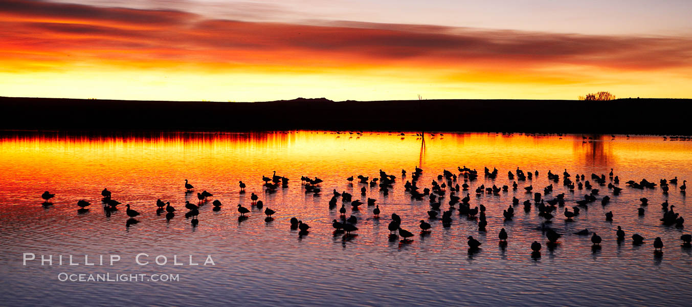Snow geese at dawn.  Snow geese rest beneath richly colored predawn skies on the main impoundment pond at Bosque del Apache National Wildlife Refuge.  They will lift off by the thousands at sunrise. Socorro, New Mexico, USA, Chen caerulescens, natural history stock photograph, photo id 22092