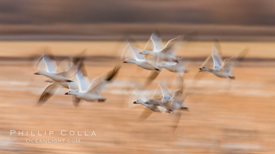 Snow geese in flight, blur, abstract. Bosque del Apache National Wildlife Refuge, Socorro, New Mexico, USA, Chen caerulescens, natural history stock photograph, photo id 26416