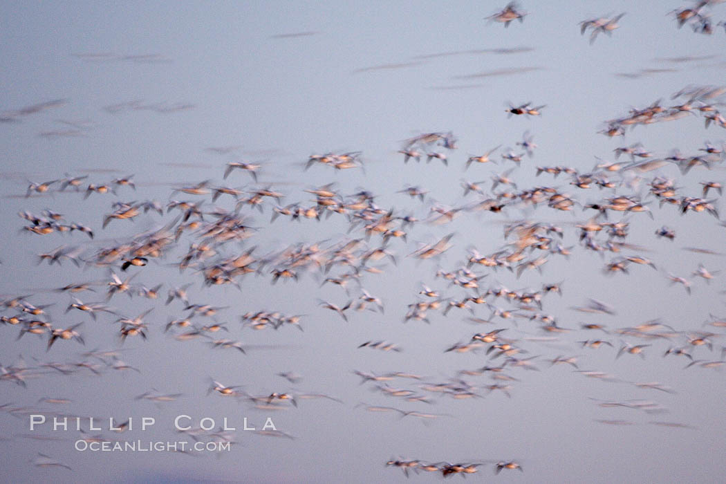 Snow geese flying in a vast skein.  Thousands of snow geese fly in predawn light, blurred due to time exposure. Bosque del Apache National Wildlife Refuge, Socorro, New Mexico, USA, Chen caerulescens, natural history stock photograph, photo id 21995